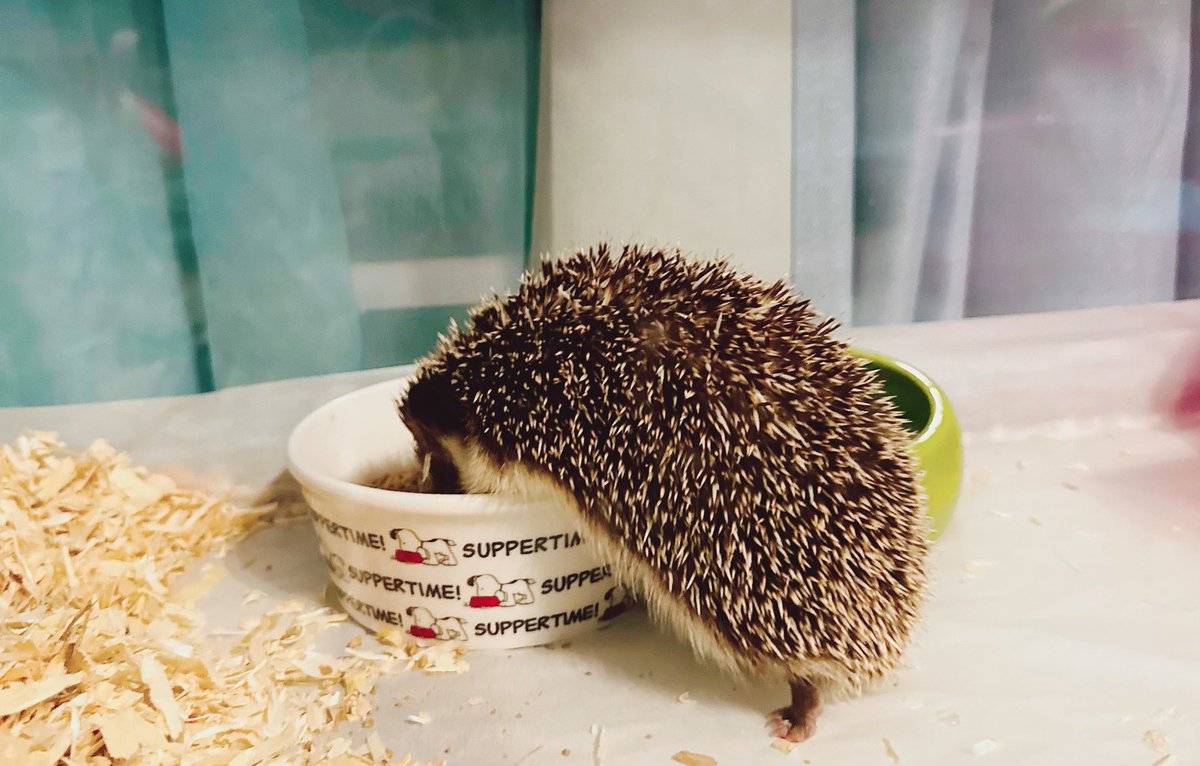 StephRollz's tweet photo. Breaks my heart 💔
Rest in peace Sephi 🥺
My little guy didn’t make it 😔
He brought so much joy to our lives. Such a cutie, he had just turned 4. #hedgehog #pets https://t.co/3P2ZsOyay0