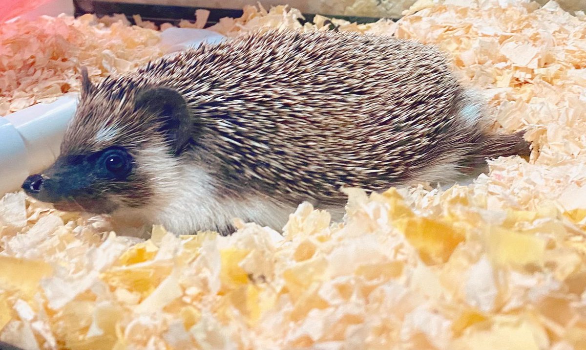 StephRollz's tweet photo. Breaks my heart 💔
Rest in peace Sephi 🥺
My little guy didn’t make it 😔
He brought so much joy to our lives. Such a cutie, he had just turned 4. #hedgehog #pets https://t.co/3P2ZsOyay0