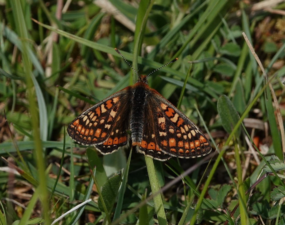 Marsh Fritillary, Prestbury Hill Butterfly Reserve...on the Cotswolds Way...🦋🦋 @BC_Glos @savebutterflies @NationalTrails  #Butterflies #MyButterflyYear #NatureWonders