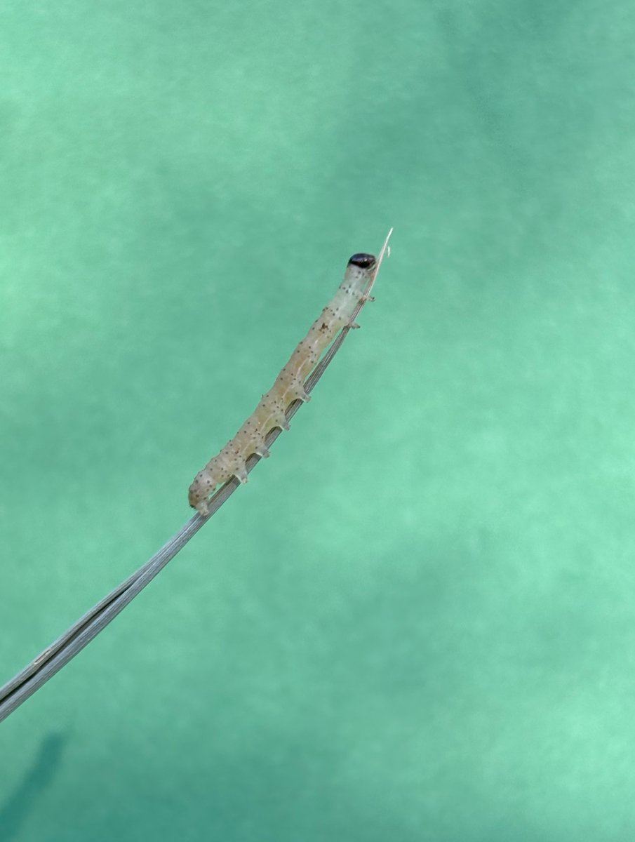 I did a caterpillar photoshoot today! This larva has been very busy feeding on the invasive Phragmites at  <a href="/raresites/">rare</a> but stopped for a few quick poses for me!