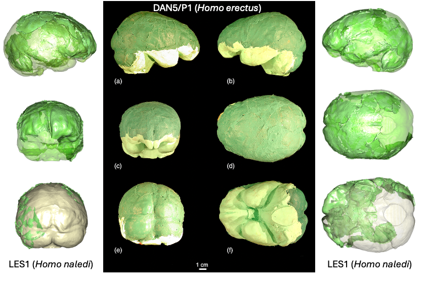 Brain endocasts of small Homo erectus vs. Homo naledi, both with brain sizes ~600 cubic cm. The small Homo erectus is from 1.5 million years ago, Homo naledi around only 300 thousand years ago #FossilFriday