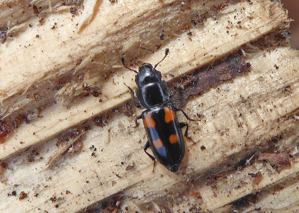 And another wee stunner. Glischrochilus quadripunctatus....I think?? I could (and often do) spend a whole afternoon perusing a wood pile 🙂