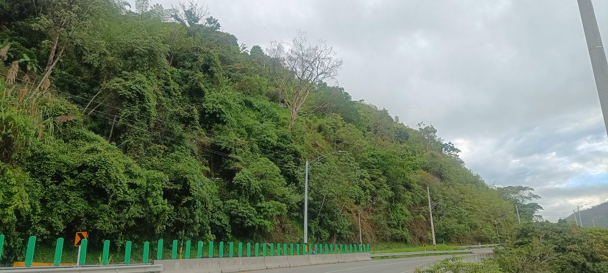 JonathanLastr20's tweet photo. Es perentorio que se tomen medidas para la tala controlada de este árbol seco. Se encuentra entre el Pr 30 y Pr 29 en la calzada Medellín-Santa De de Ant. Muchas gracias. https://t.co/NuLqJB2jAf