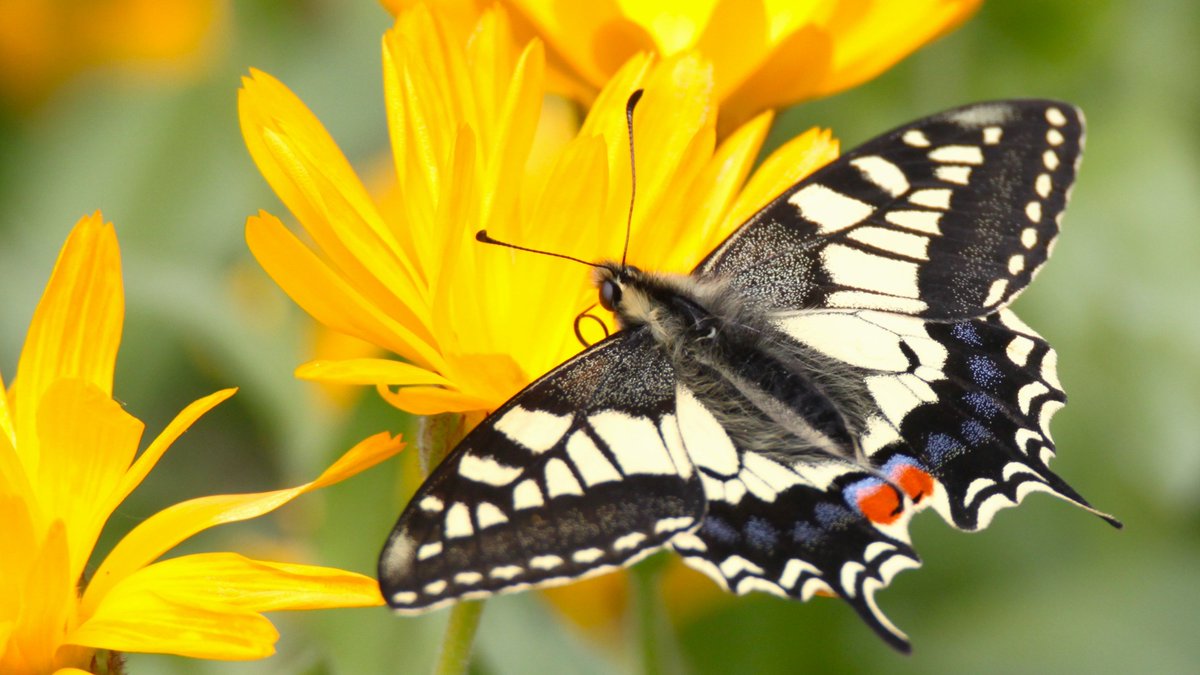 Simon Wright tweet media