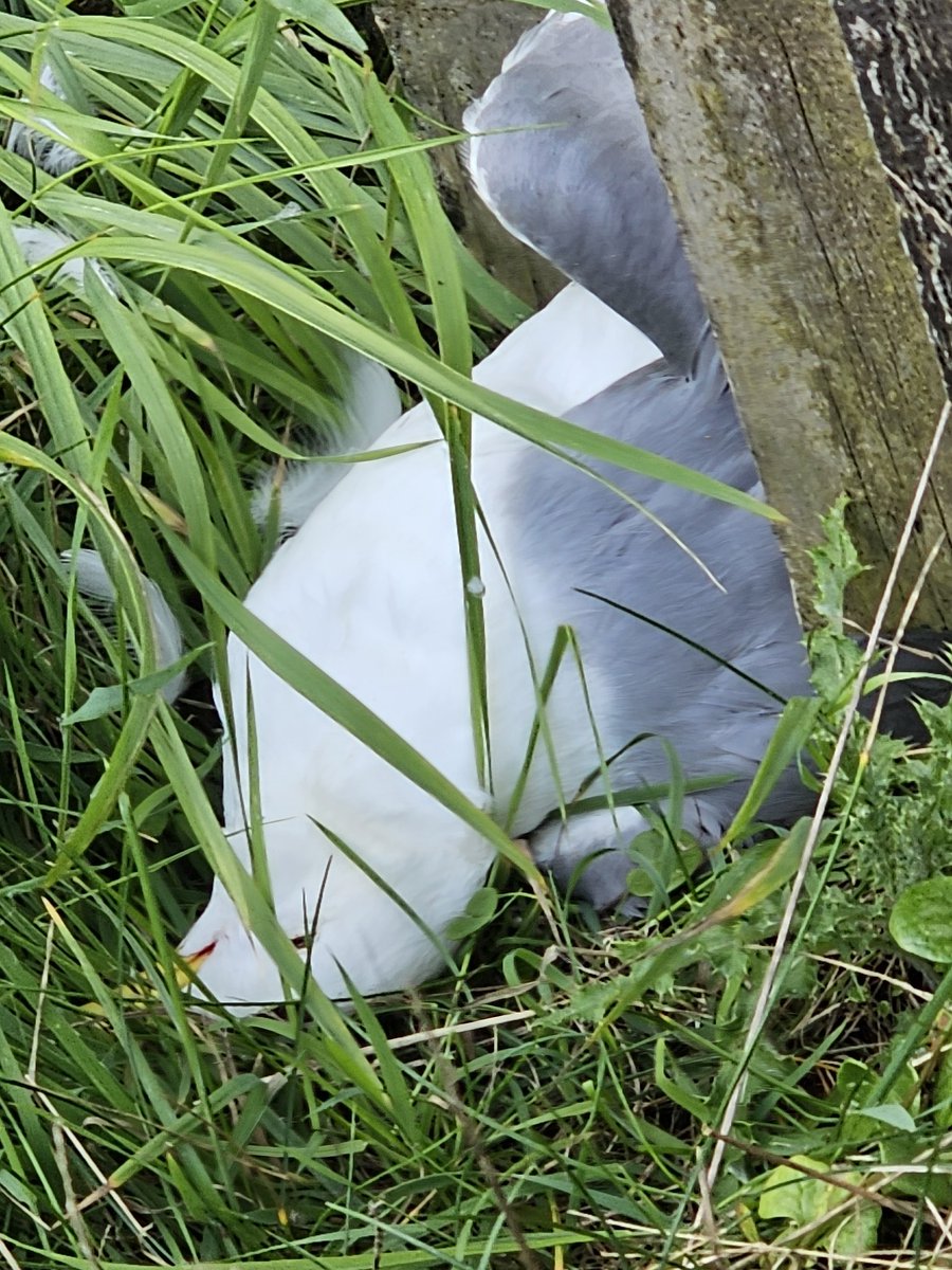 Encountered a Kittiwake on my dog walk last night. Looked tired but not spasming. Still suspect H5N1. Look at the opaque mark on the eye. Returned to the same spot tonight and it sadly was deceased. Hope the seabird colonies aren't as severely affected as the last 2yrs.#H5N1