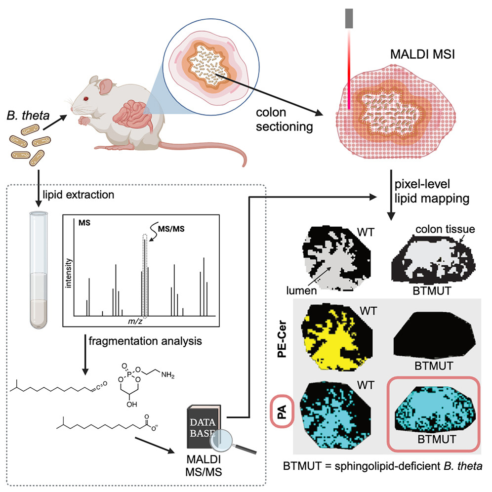 Tracking gut bacterial lipids. @CMirrettaBarone Ley&Vu labs @MPI_Bio develop spatial mass spec method to track transfer of lipids from #gut #microbiome into host tissues. Uncover transfer of bacterially derived phosphatidic acid from Bacteroides into colon cell.com/cell-host-micr…