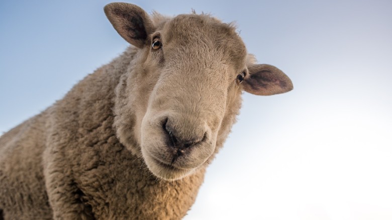 #Lamb producers: Holidays and ground lamb offerings are driving lamb #sales. Explore more lamb market and sales trends 👇 #MarketTrends #report #LambSales brnw.ch/21wK7pI