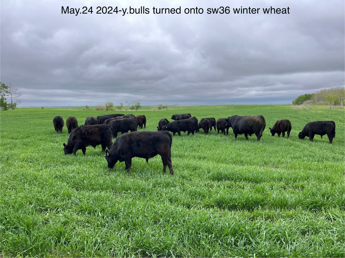gbtangus's tweet photo. A first for us.
We sowed a couple quarters to winter wheat last fall. Putting one up for feed and grazing a portion of the other. Question: Anyone else graze wheat pasture?
#grazing
#winterwheat
#canadiancattle
#anguscattle https://t.co/6lhxEf1dgJ