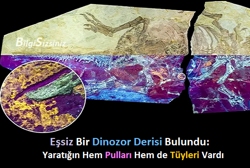 BilgiSizsiniz3's tweet photo. #Dinozorlar #Evrim #Fosiller #Paleontoloji #KretaseDönemi #Psittacosaurus #TüylerVePullar #BilimKeşifleri #DoğaTarihi #NanjingÜniversitesi https://t.co/FzApfPDJJF https://t.co/WhX8FK9SoX