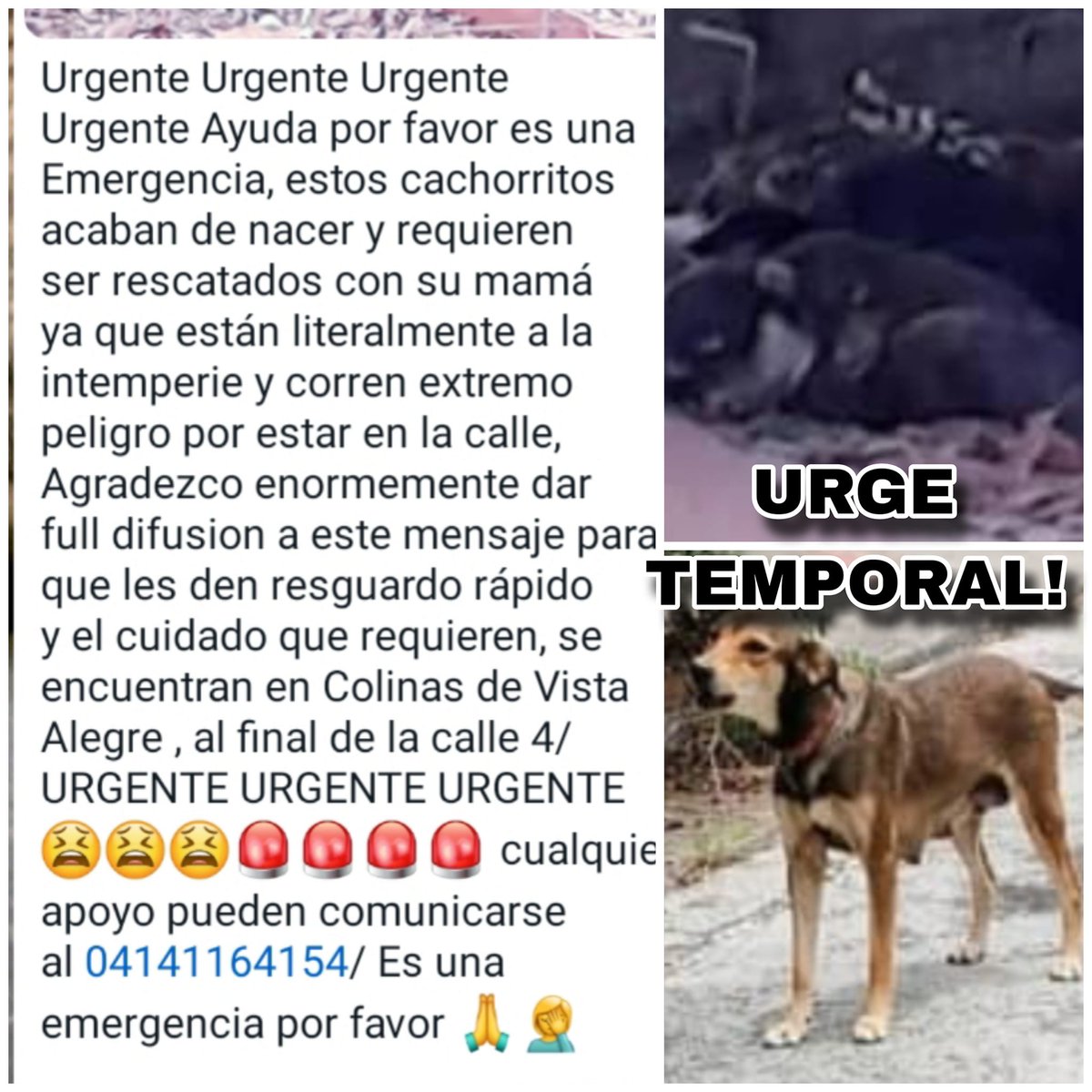 URGE hogar temporal, Caracas