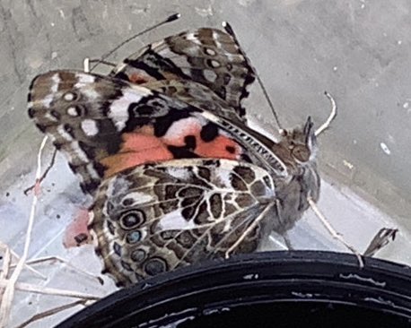 We released our beautiful butterflies today as part of our art week. What a special end to the half term!