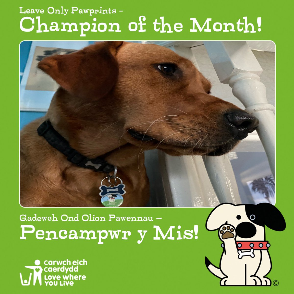 Meet Punky - our Leave Only Pawprints Champions of the Month! Thank you to all our Leave Only Pawprint Champions who keep their parks and neighbourhoods clean. Find out more and join the Champion team at orlo.uk/oEdCM