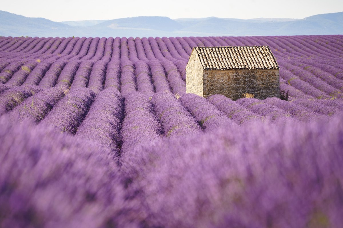 💜 Dans quelques semaines, notre belle Provence retrouvera son manteau violet qui nous émerveille tous ! Nous on a hâte ! Et vous ?

📸 @besoindesud

#valensole #alpesdehauteprovence #regionsud #lesoleilseleveausud #cacestlesud