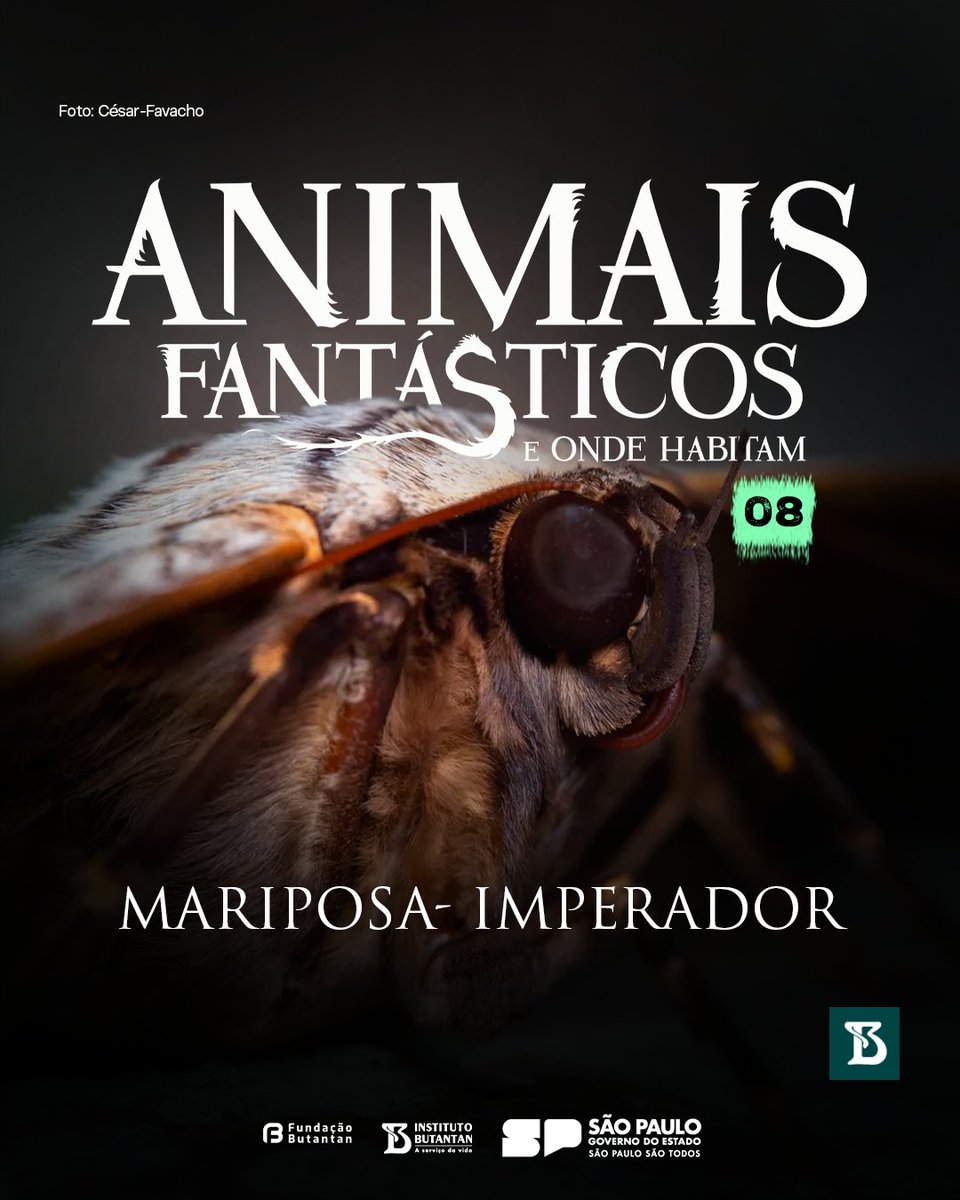 Habitante das florestas tropicais das Américas Central e do Sul, a Thysania agrippina é a mariposa com a maior envergadura do mundo. 

👇Descubra mais sobre a incrível mariposa-imperador 

tinyurl.com/4wr9shm2