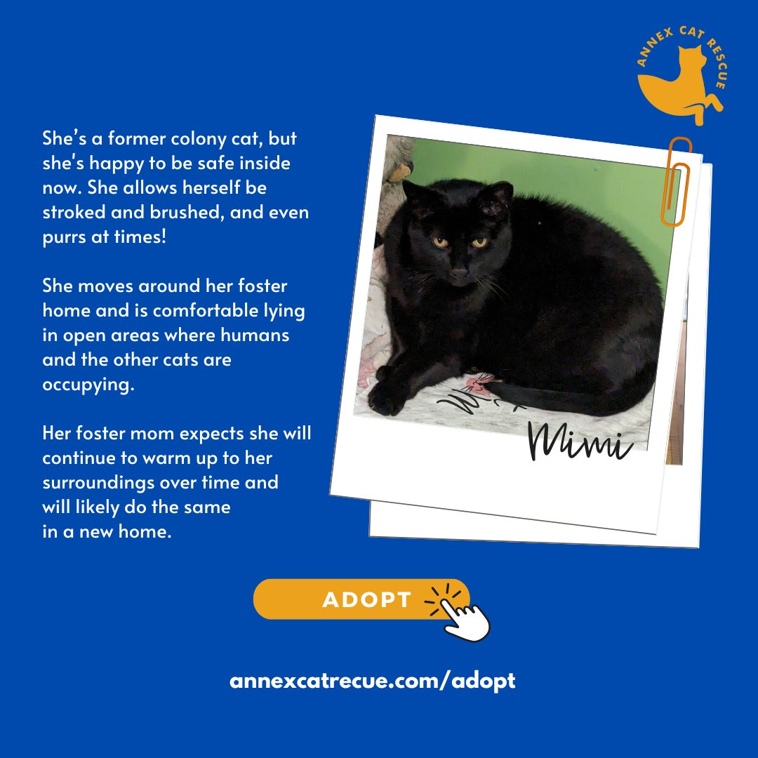 Mimi is a former colony cat, but she's happy to be safe inside now. She allows herself be stroked and brushed, and even purrs at times! Find Mimi and more adoptable cats at annexcatrescue.ca/adopt

#cats #catrescue #adopt #adoptcats #torontocats #annexcatrescue #catsofinstagram