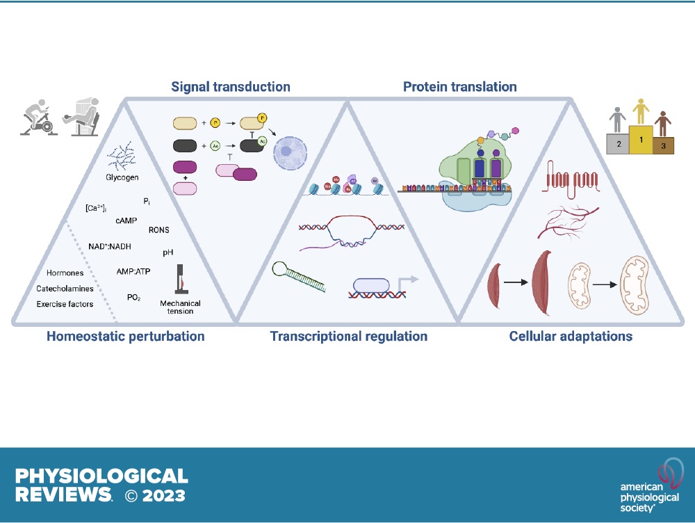 🏃‍♂️🏋️May is #NationalPhysicalFitnessMonth! This insightful review by Egan et all shows how aerobic fitness and skeletal muscle strength can delay the onset of lifestyle-related chronic diseases doi/full/10.1152/physrev.00054.2021 #Exercise #Metabolism #Aerobic