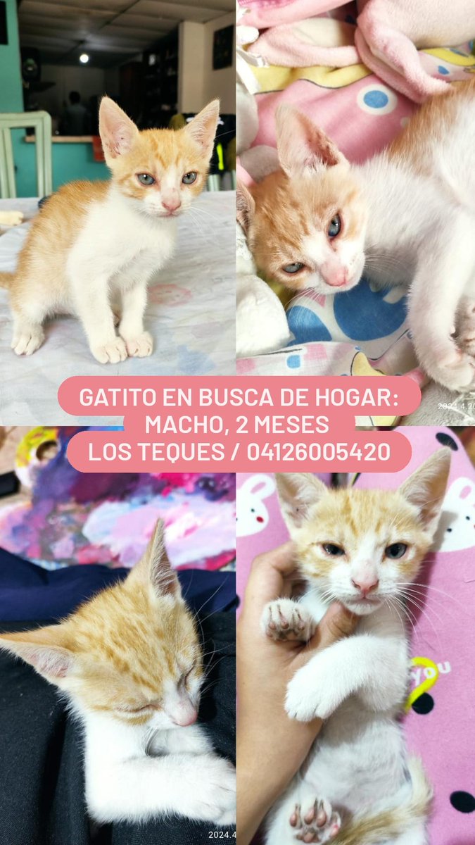 Por favor, démosle la oportunidad de conseguir un buen hogar - Macho, 3 / 3 meses y medio. - Los Teques - 04126005420