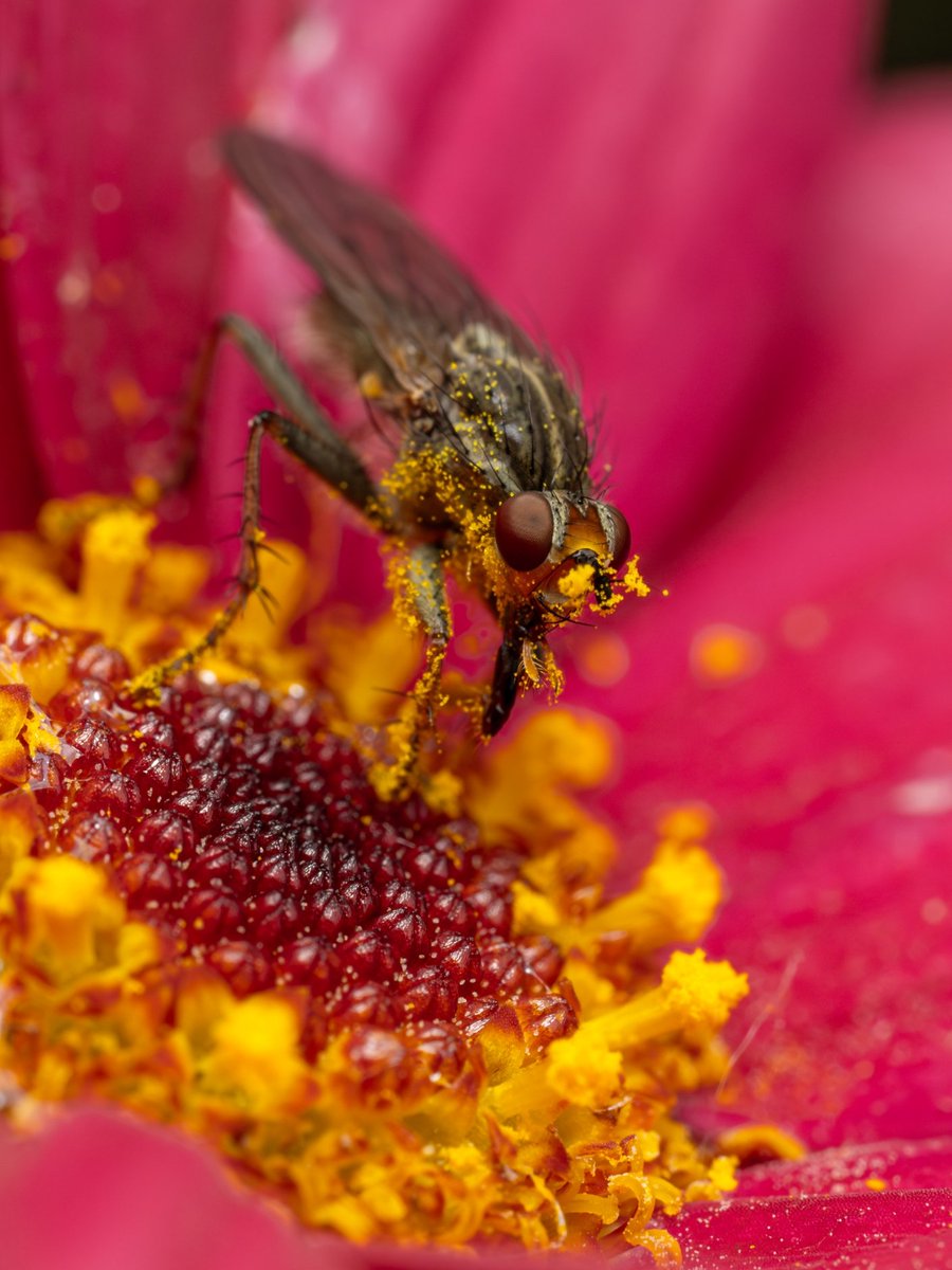 A happy fly #Togtweeter #ThePhotoHour #snapyourworld #insects #flies #pollinators #flowers #plants #macro #NaturePhotography #macrophotography