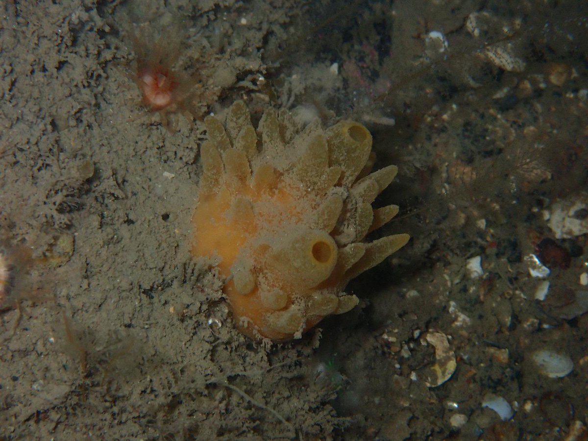 Fantastic weeks diving off Rathlin with @libbykeatley, @ChristinePicto1, @BernardPicton and @philwilkinson71. Thank you for the invite! First time trying underwater photography.