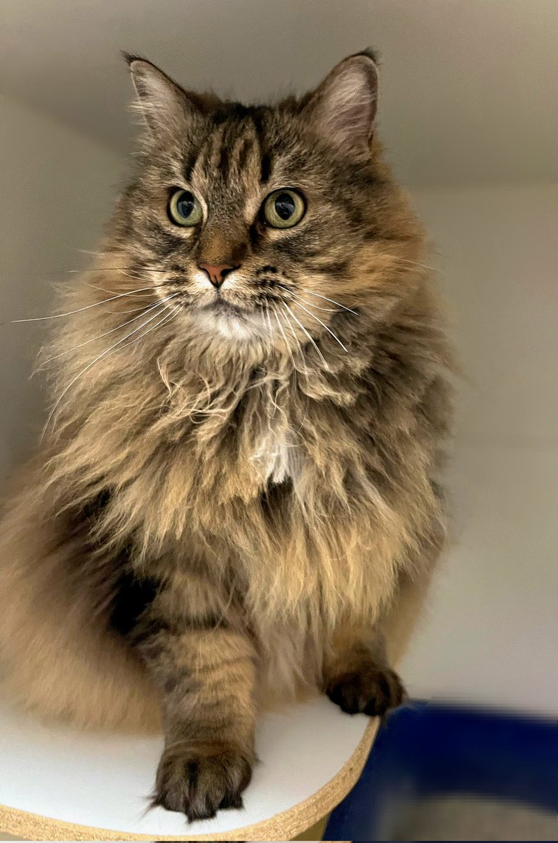 Let's give a warm welcome to our newest recruit, Kizzy! 

Kizzy is a 6 year old long haired beauty ready to find her forever family! She's searching for a home with no other animals and no children. 

#safeteamrescue #adoptdontshop #edmontonadoptables #rescuecat #yeg #yegcats