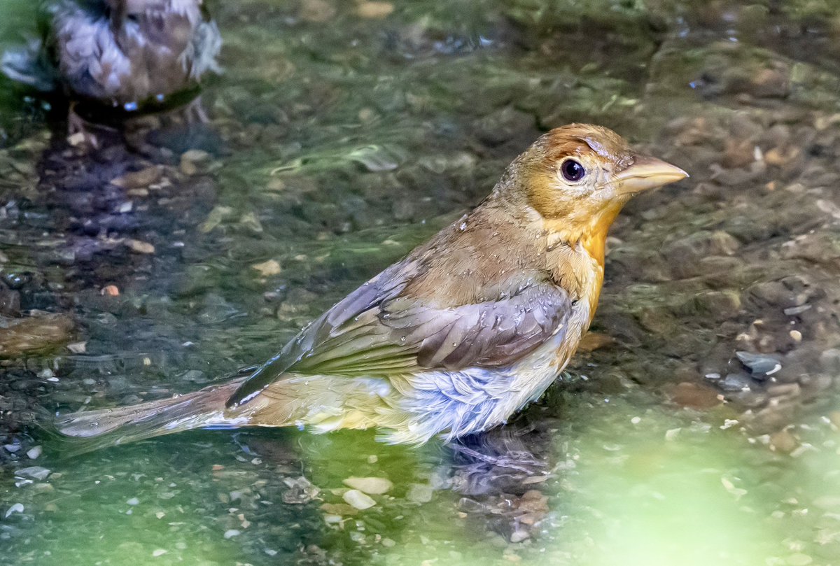 ValerieBlock's tweet photo. Summer tanager takes a dip at the bathing rock in Central Park this month #birdcpp #birding #springmigration2024 https://t.co/A5nlAQvwmp