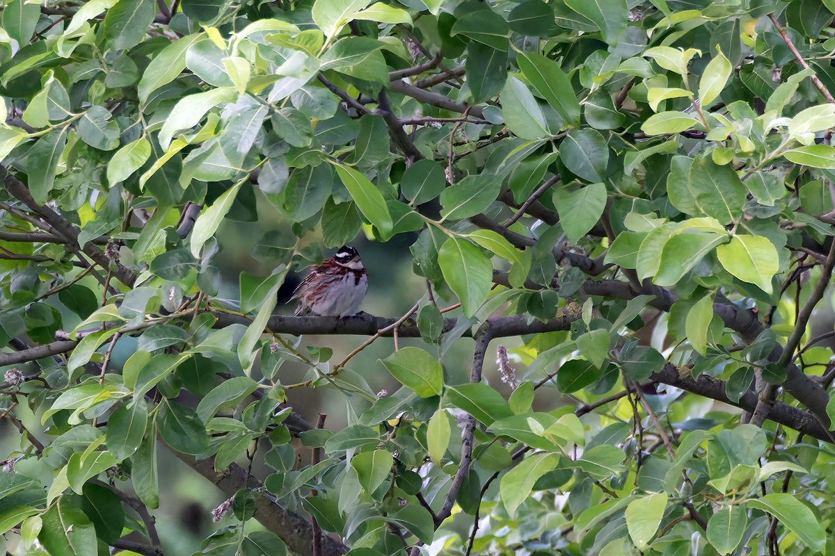 Rustic Bunting (Emberiza rustica) at Howdon Wetland tonight after work