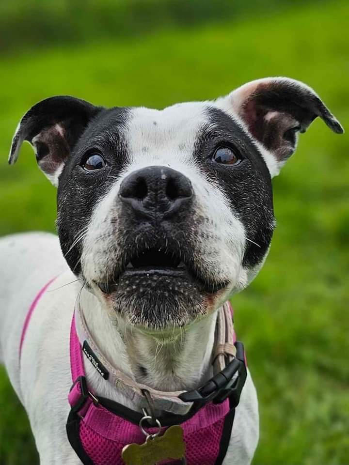 What a beautiful 😍 ikle face our Tia has got! 'She is just the most joyful girl,' Aunt 🩷 said.

Watch out for more Tia pupdates here x 🐶
seniorstaffyclub.co.uk

#TeamZay #adoptdontshop #seniorstaffy #RescueOnly #RescueMe #Worcestershire