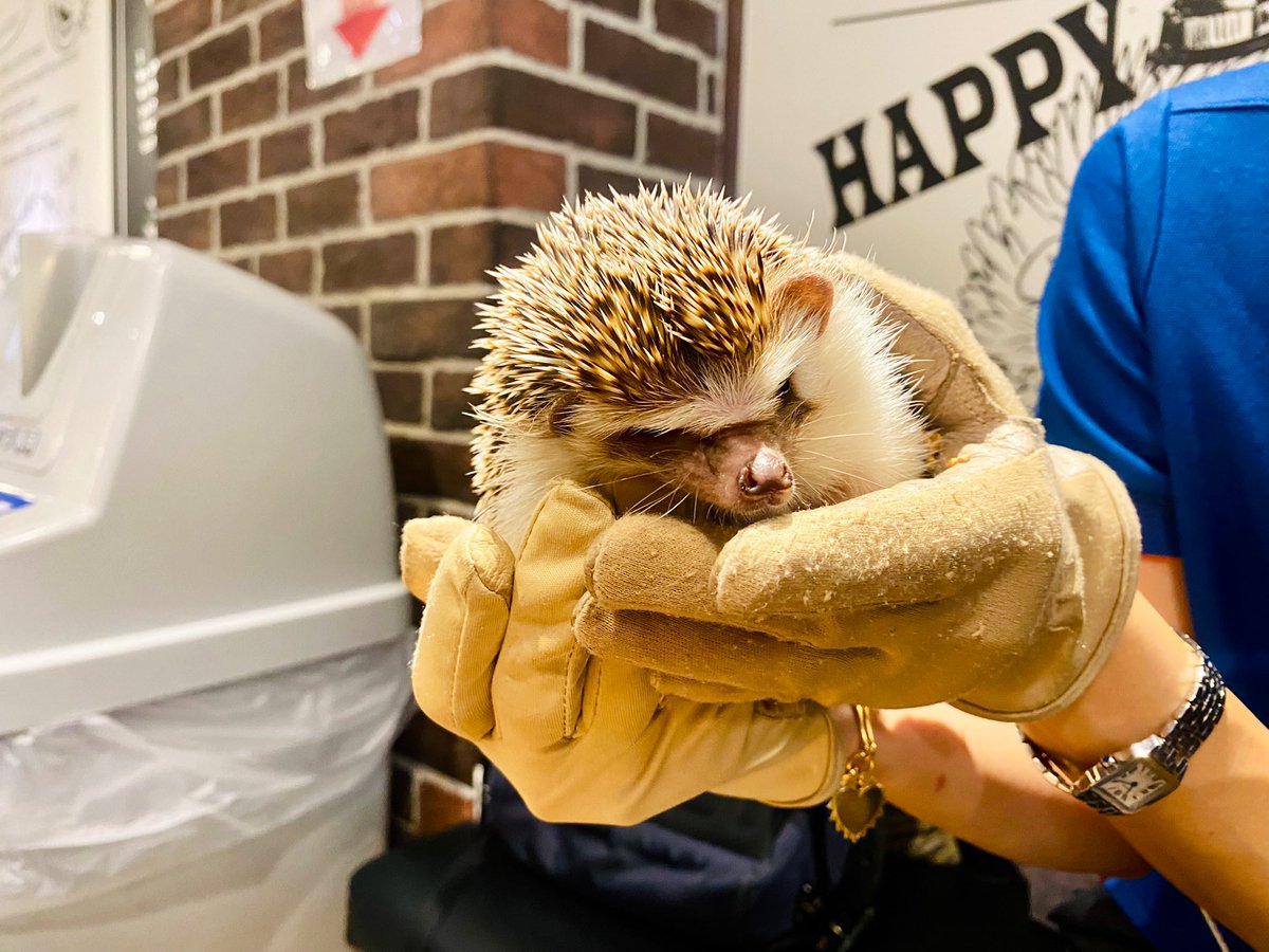 Managed to get in a little animal therapy at Harry the hedgehog cafe. Goodbye Japan! Up next 🇰🇷 @2024Wbc!