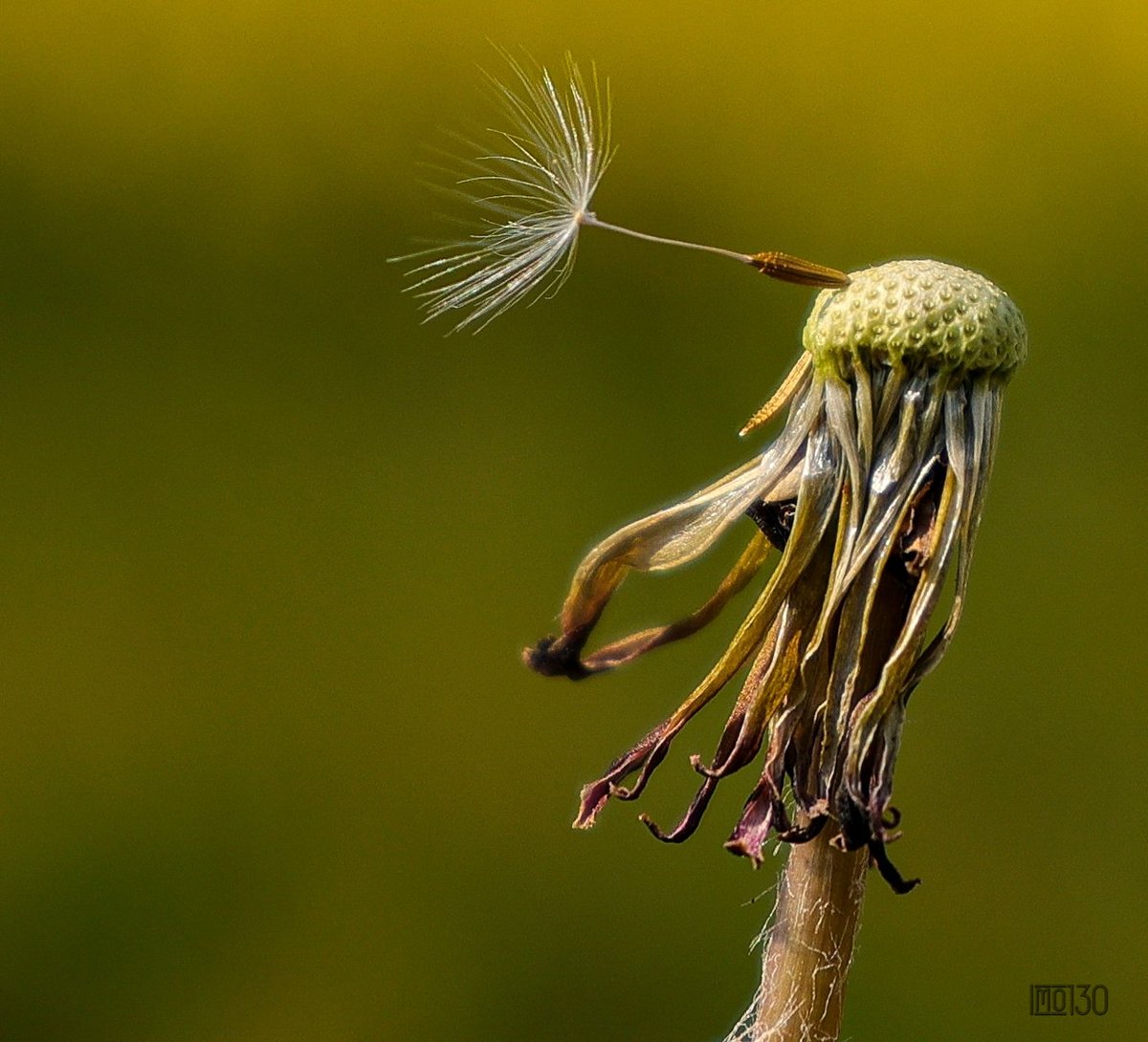 The last 
#Macrophotography 
#Makrofotografie 
#Naturephoto 
#Naturfotografie