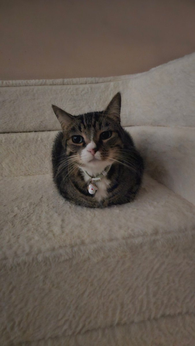 Content from elabunny