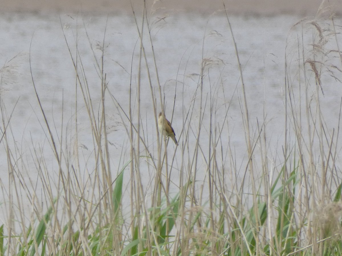 Mystery bird seen from the shepherd's hut @WWTSlimbridge today - right at the back of the reed bed, hence the grainy photos. Can anyone help us to identify it? Beak looks too long for a reed bunting, but head too dark for a reed warbler. #GlosBirds