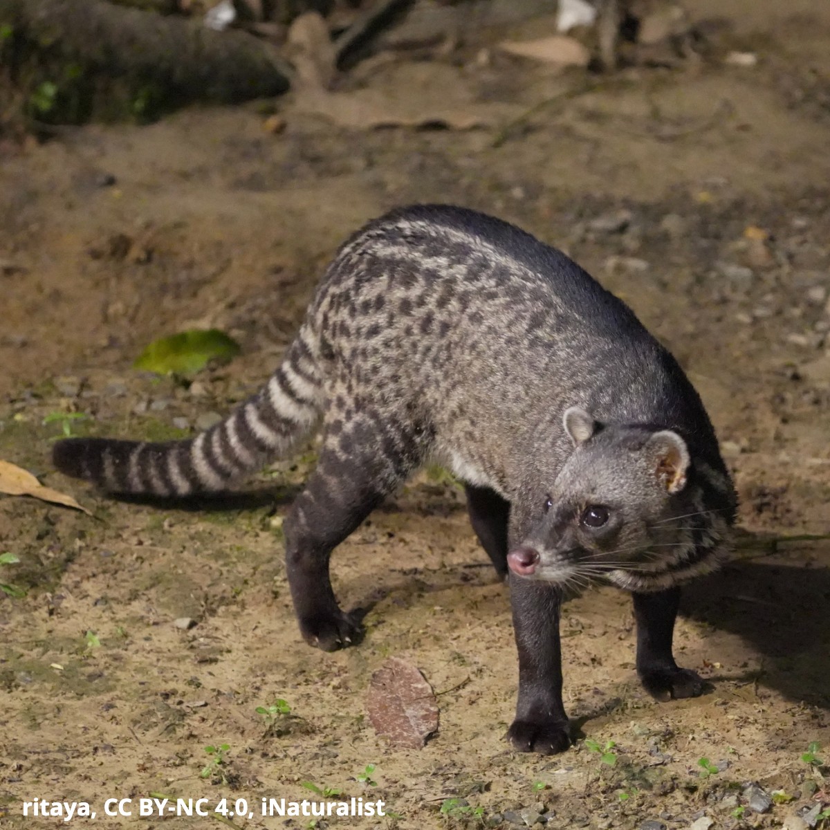 While it’s commonly called a “civet cat,” the Malay civet is actually more closely related to mongooses! This nocturnal critter hunts for small mammals, birds, and snakes—it also occasionally snacks on fruits and eggs.