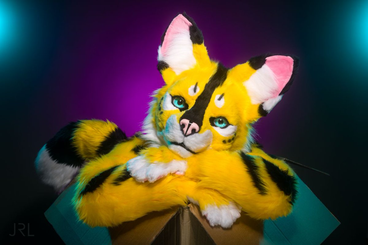 They always say to think outside the box... but sometimes I just want to be IN the box, you know?

📷 <a href="/RemusFur/">Remus</a> 😘
🧵 <a href="/SchneeCreations/">SchneepardiCreations 🔜 EF</a>

#FursuitFriday #FursuitEveryday