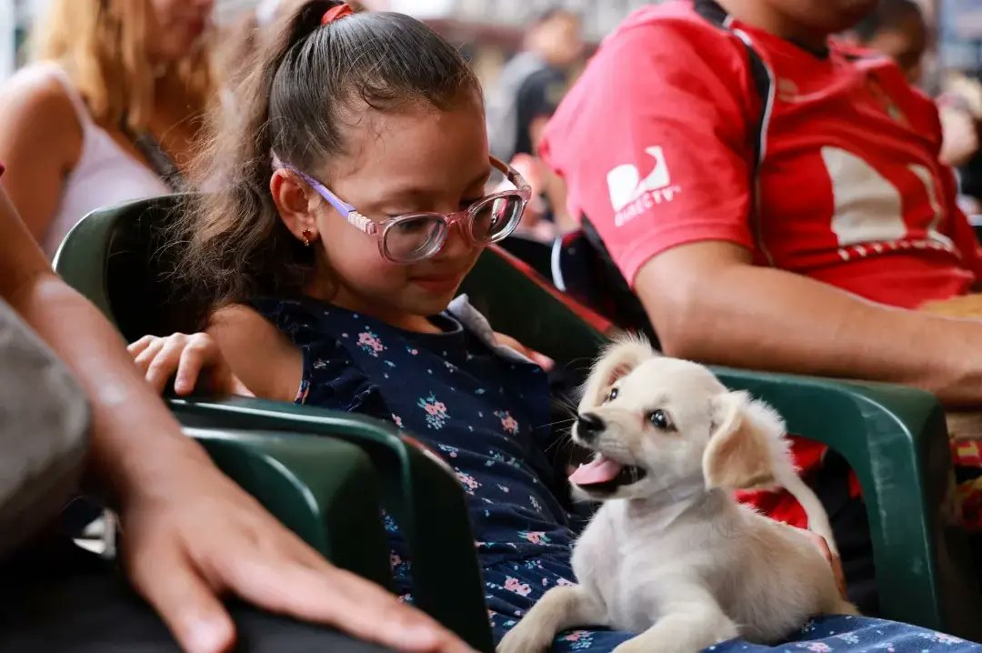AlexisJCorredor's tweet photo. #EnFotos📸 || El Ministerio del Poder Popular para el Proceso Social de Trabajo #MPPPST en alianza con @SomosNevado realizó hoy viernes #24mayo una Jornada de Atención Veterinaria donde se atendieron más de 127 animalitos.
Gracias al apoyo del nuestro presidente @NicolasMaduro ✊
@delcyrodriguezv
#CulturaAnimalista
#LaEsperanzaEstaEnLaCalle
#VerdadDePueblo
