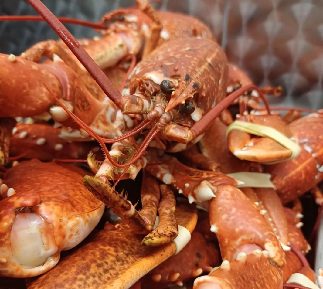 Everyone loves lobster 🦞 - here's out latest delivery fresh from Billy Ward and his crew from the Maggie Ann 👌