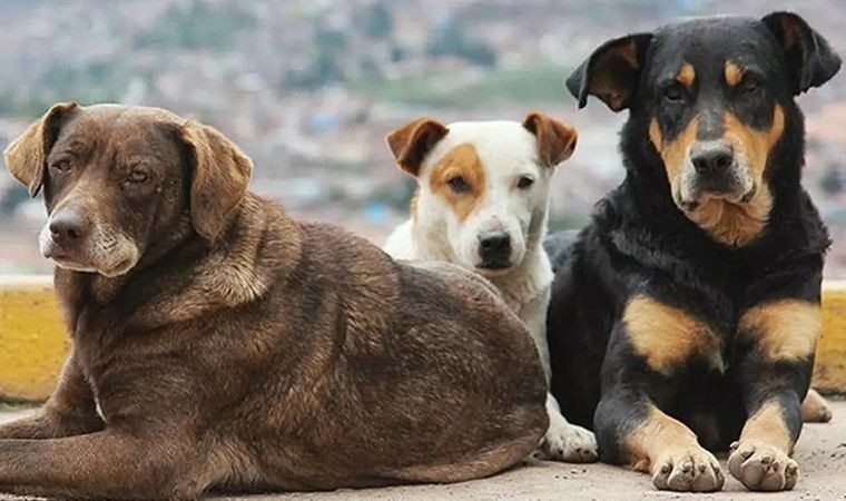 Sokak Hayvanları Yasa Tasarısı Hakkında AKP'den Rahatlatan Açıklama: ''Bu sorunu da olabilecek en kötü şekilde çözüp elimize yüzümüze bulaştırma noktasında... zaytung.com/haberdetay.asp…