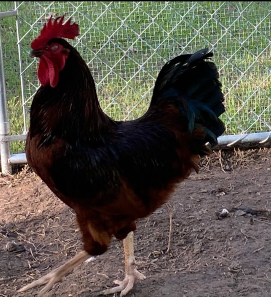 Giving my rooster away!😅Beautiful guy but obnoxious and very high energy. Don’t need him since I don’t want more chickens.. He actually killed a hawk last month that had a hen on the ground! Bad dude!😅His mistake ? Coming after me…again!