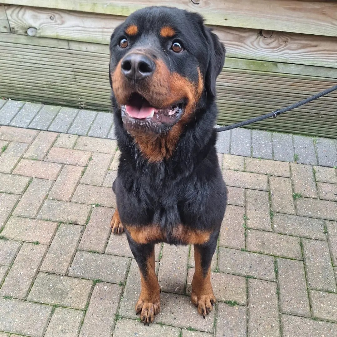 Please retweet to help find the owner or a RESCUE SPACE for this stray dog found #DODDINGTON #SWALE #KENT #UK Male Rottweiler found straying around Doddington, exact location unknown. He's chipped, but the details haven't been kept up to date so we've been unable to reach the