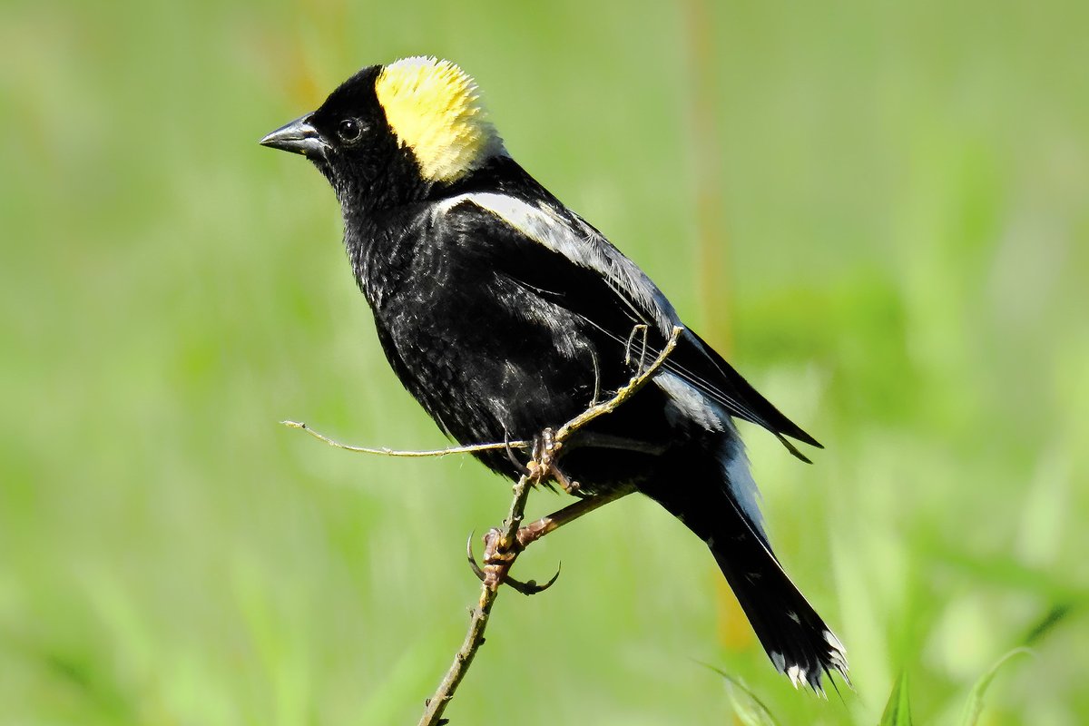 We are proud to be part of the habitat restoration project happening at The Jack Miner Migratory Bird Sanctuary. The site is home to species at risk including Short-eared Owls, Barn Swallows, Bobolinks, Eastern Meadowlarks, Monarch Butterflies & more! ow.ly/i1rE50RUsE4