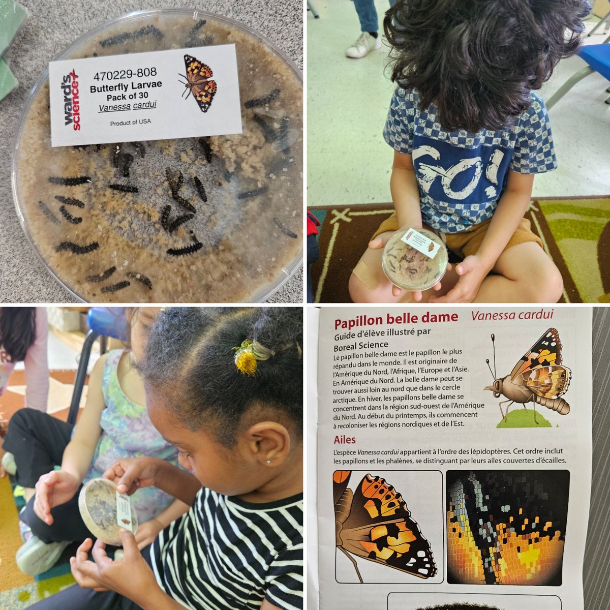 mmevanneste's tweet image. Our caterpillars arrived today! 🐛 We put each one in its own tiny home with some food. We are excited to watch them grow and change over the next few weeks! 🦋 @StRitaOCSB #ocsbDeepLearning
