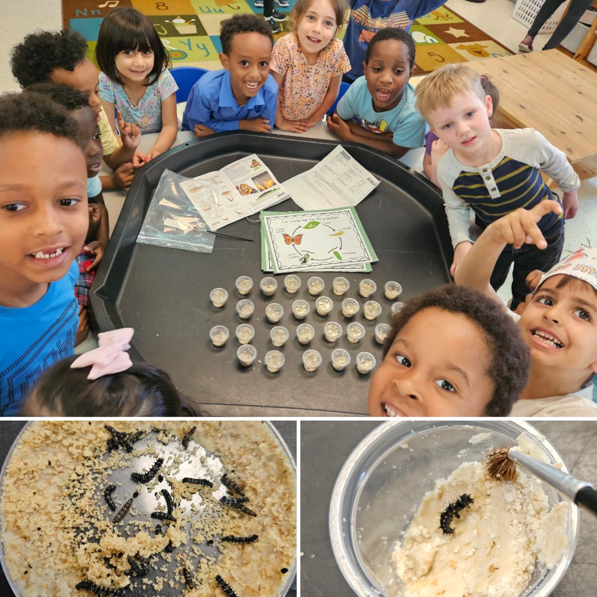mmevanneste's tweet image. Our caterpillars arrived today! 🐛 We put each one in its own tiny home with some food. We are excited to watch them grow and change over the next few weeks! 🦋 @StRitaOCSB #ocsbDeepLearning