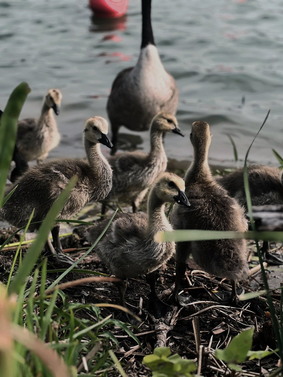 JustineMaria89's tweet photo. They were so cute!!! @ScissortailPark https://t.co/I9JGhcH5ai