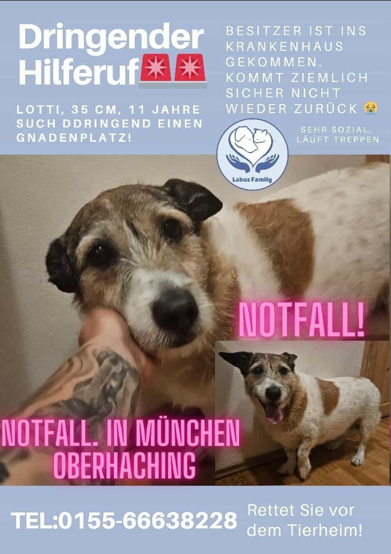 Netzfund. Dringender Hilferuf vom Tierheim in München-Oberhaching. NOTFALL.