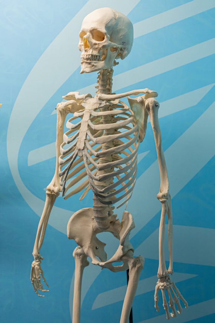 Vanessa endoskeleton