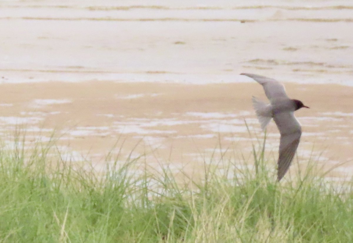 OlimBirds's tweet photo. Third time lucky after two years for the American Black Tern at Long Nanny this afternoon. A (very distant) Red-backed Shrike was a welcome bonus. https://t.co/coNDyuPzb4