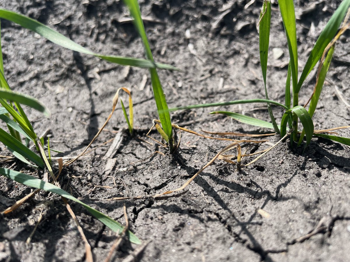 Crop Science Canada tweet media