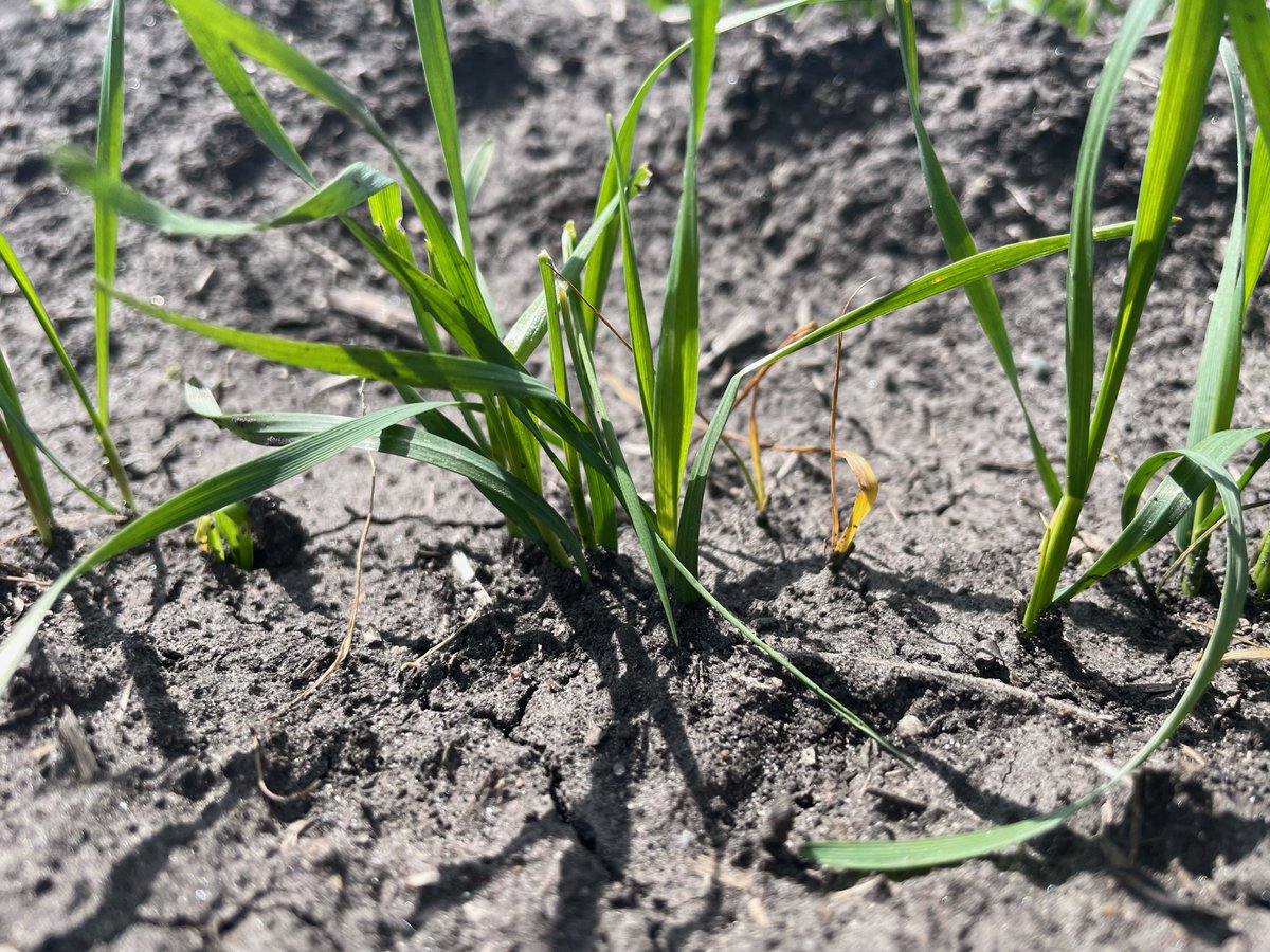 Crop Science Canada tweet media