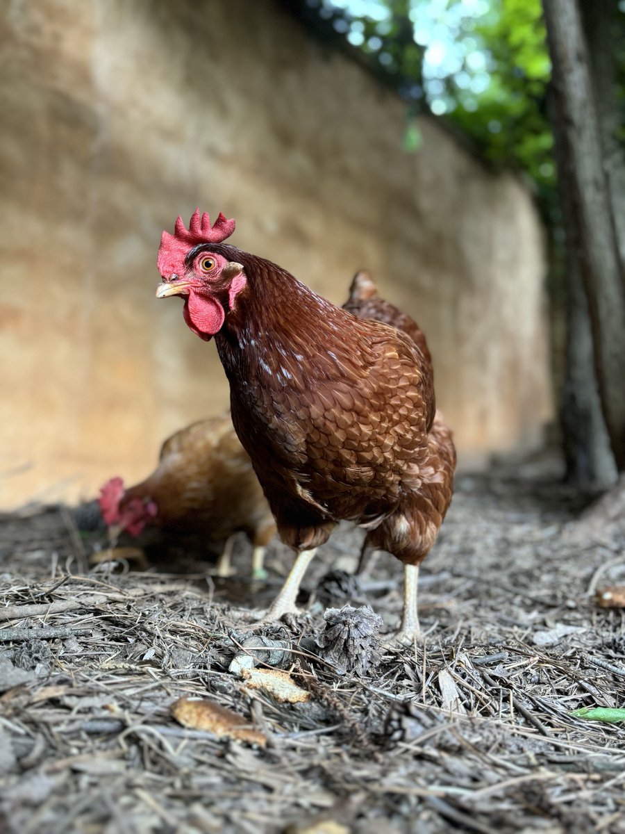 ElizabethPrann's tweet image. We are all in our #SourdoughEra around here 🐓🍞 

#HomeGrownChickens #EatBread #SourdoughRocks
