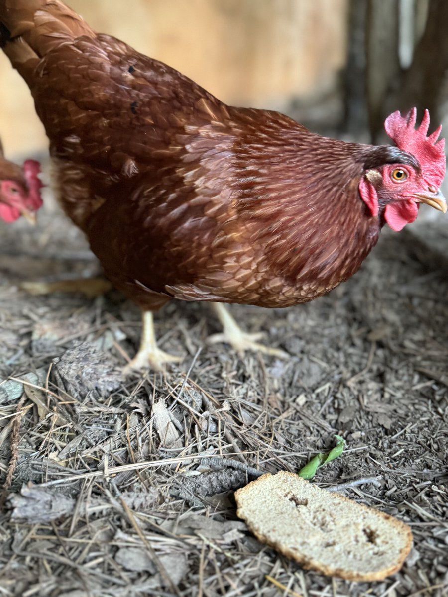 ElizabethPrann's tweet image. We are all in our #SourdoughEra around here 🐓🍞 

#HomeGrownChickens #EatBread #SourdoughRocks