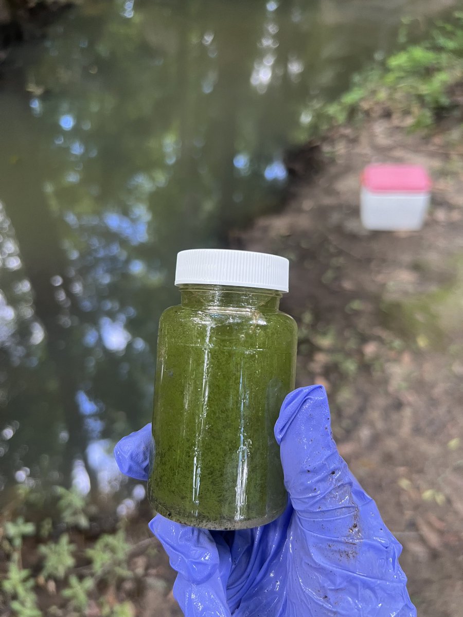 SJRiverkeeper's tweet image. If you’re planning to get out and enjoy the water this weekend, know how to recognize an algae bloom in case you come across one. We have already gotten reports of algae blooms from #IndianRiverCounty to #DuvalCounty.

Learn more: stjohnsriverkeeper.org/2024-05-be-pre…